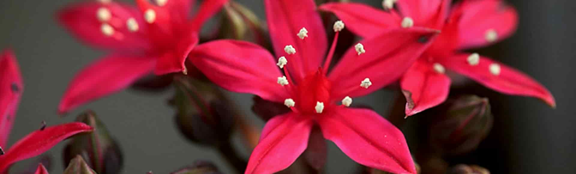 serereklam-ar-ge-merkezi-noodle